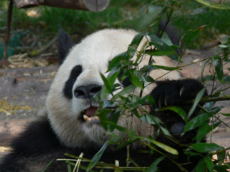 Pandas (012).jpg